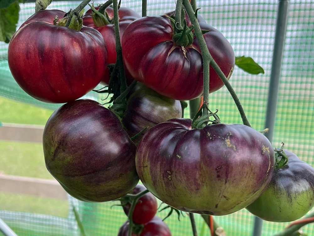 Ruddy, robust, and ready to relish - 1Pot XL grown tomatoes in Niall’s poly shack