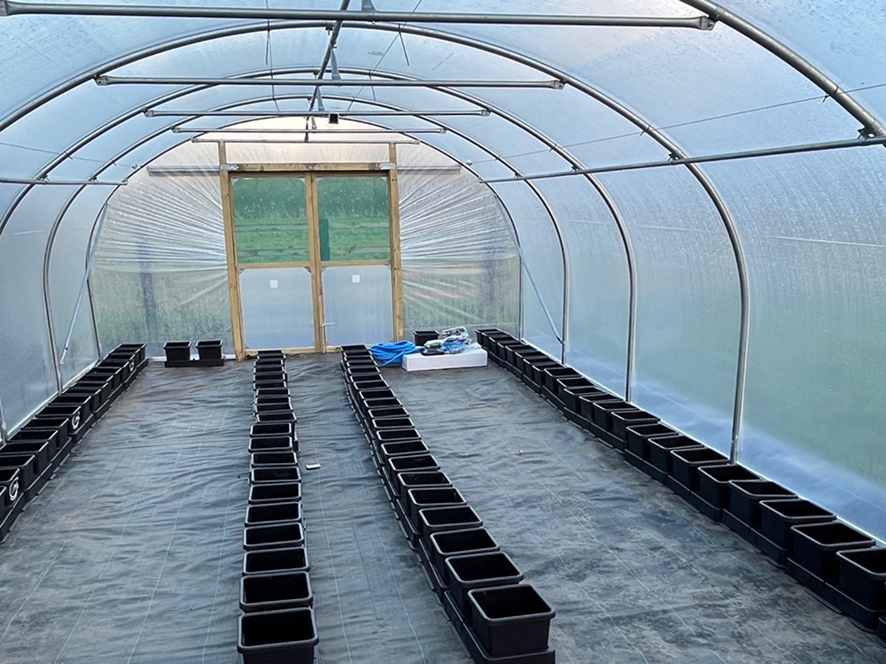 easy2grow modules filling out the poly - ultra compact and ideal for vine crops