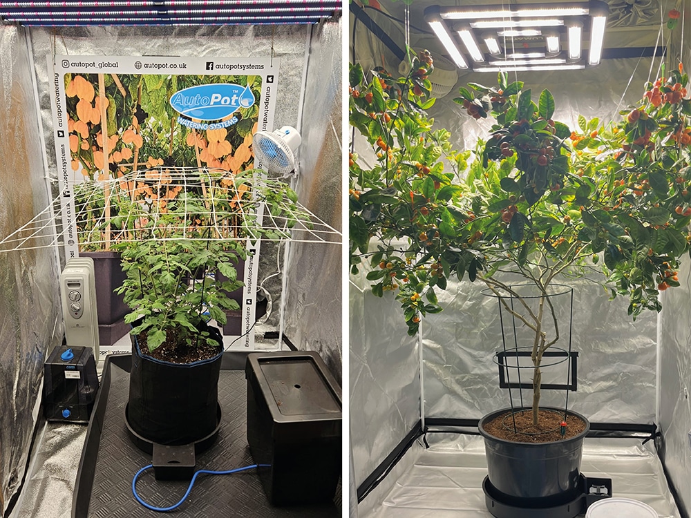 A typical SCROG net setup. Above Right: However you choose to train your plants
keeping the lower reaches clear can have massive advantages in terms of exposure and access