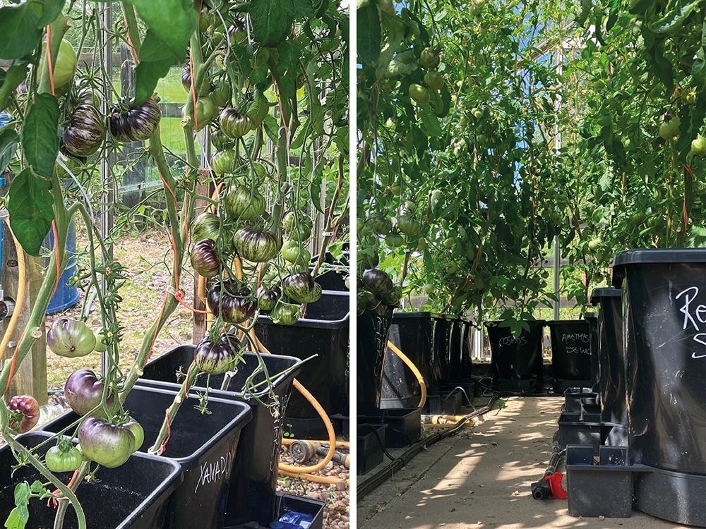 A typical round-the-outside greenhouse layout by AutoPot grower Niall Radford