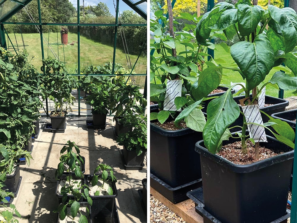 Nicely spaced peppers in 1Pot modules