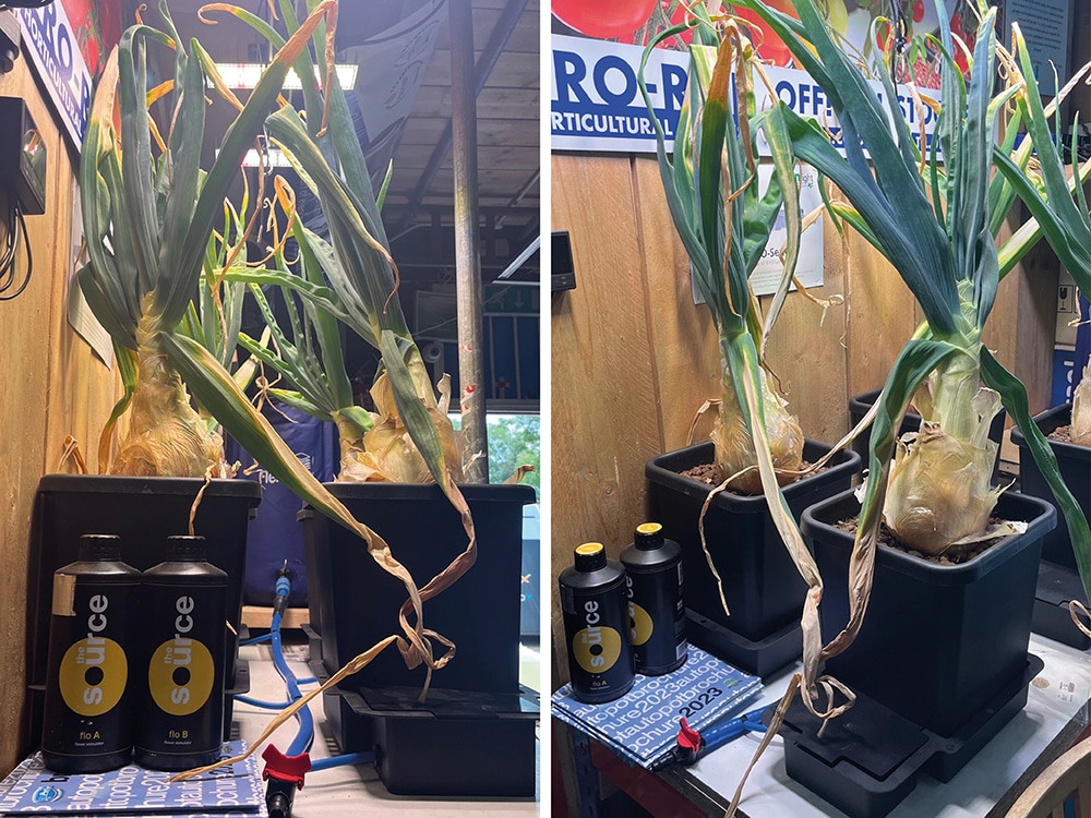 One can find huge onions growing even in the most unlikely of spaces