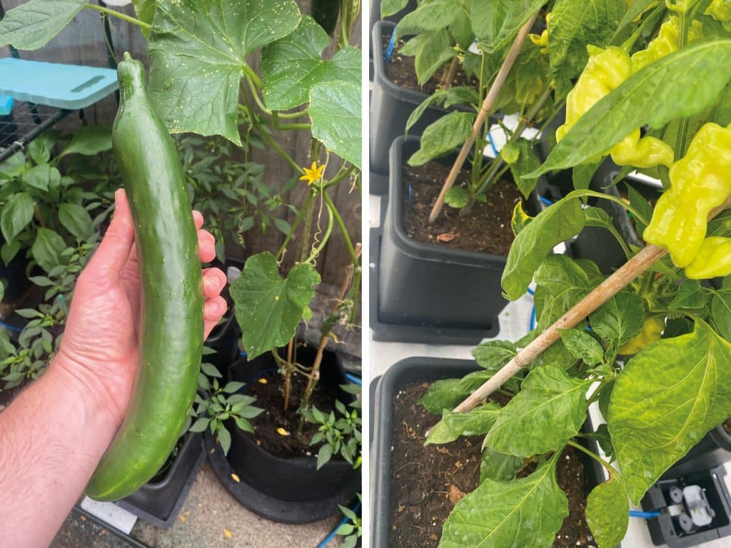 Get real! With autopot_garden