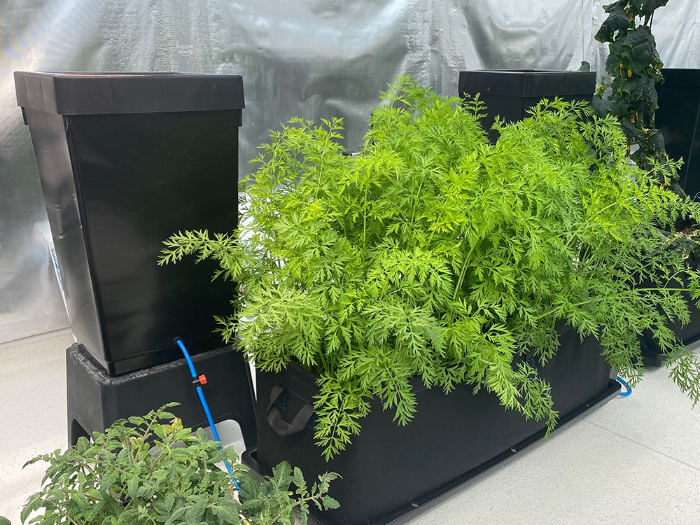 A Tray2Grow Planter fitted to our Tray2Grow system