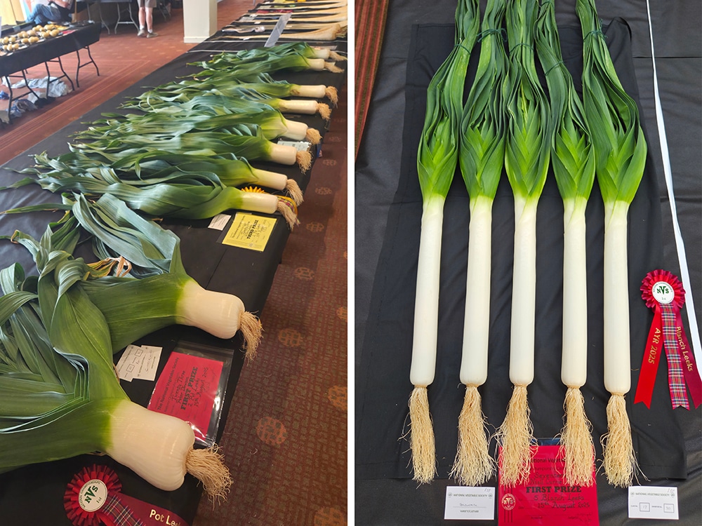 Say hello to our leek-le friends! Yet more stunningly healthy,
unblemished, uniform veg on show in Ayr, here in the Pot and Blanch Leek categories