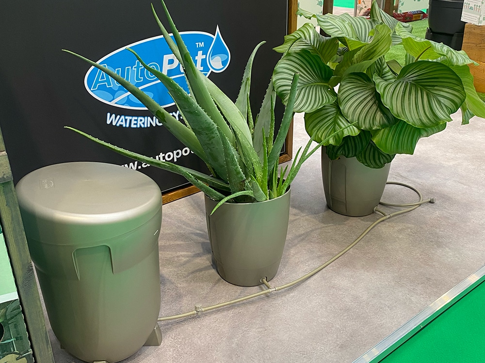 Since potting up these plants have been absolutely thriving in the system