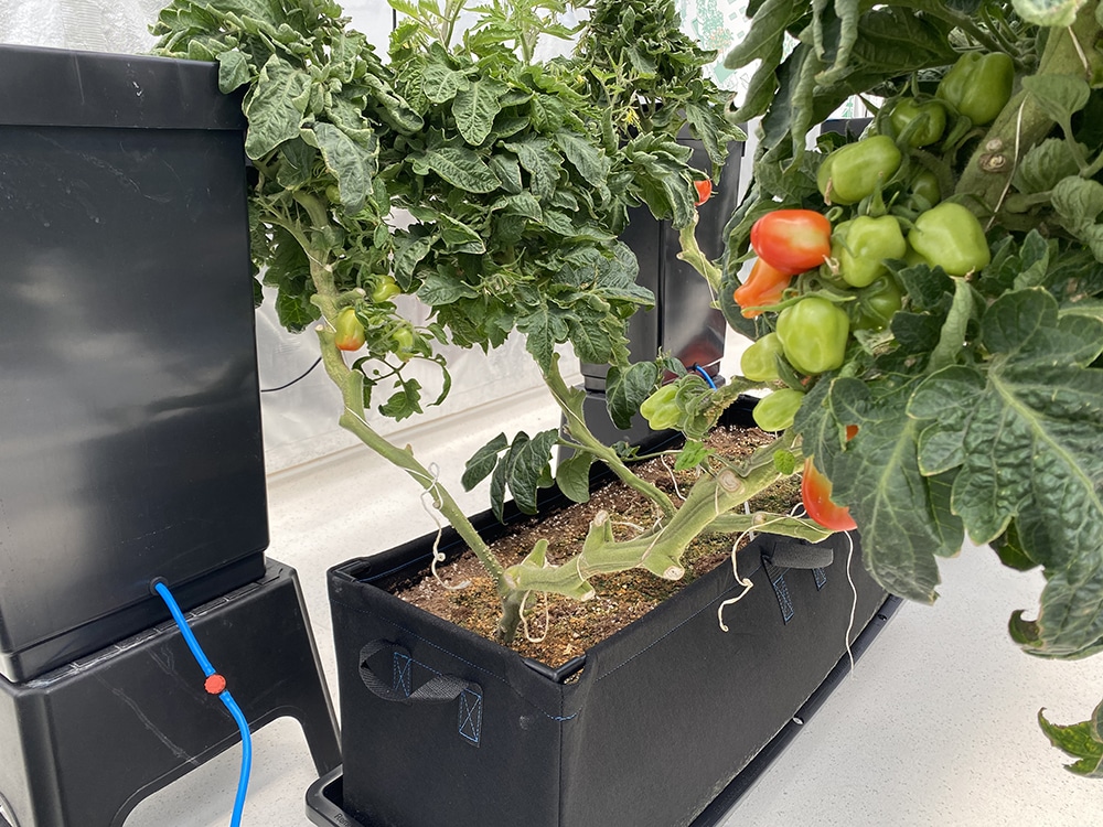 Thinking of branching out? Vine crops and chillies are just as easily grown in the Tray2Grow Planter