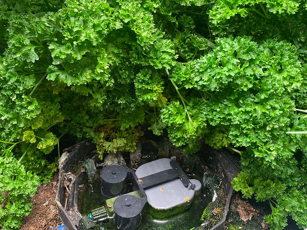 AQUAbox Spyder passing the parsley a rich gift of water
and mineral nutrients via buried capillary matting