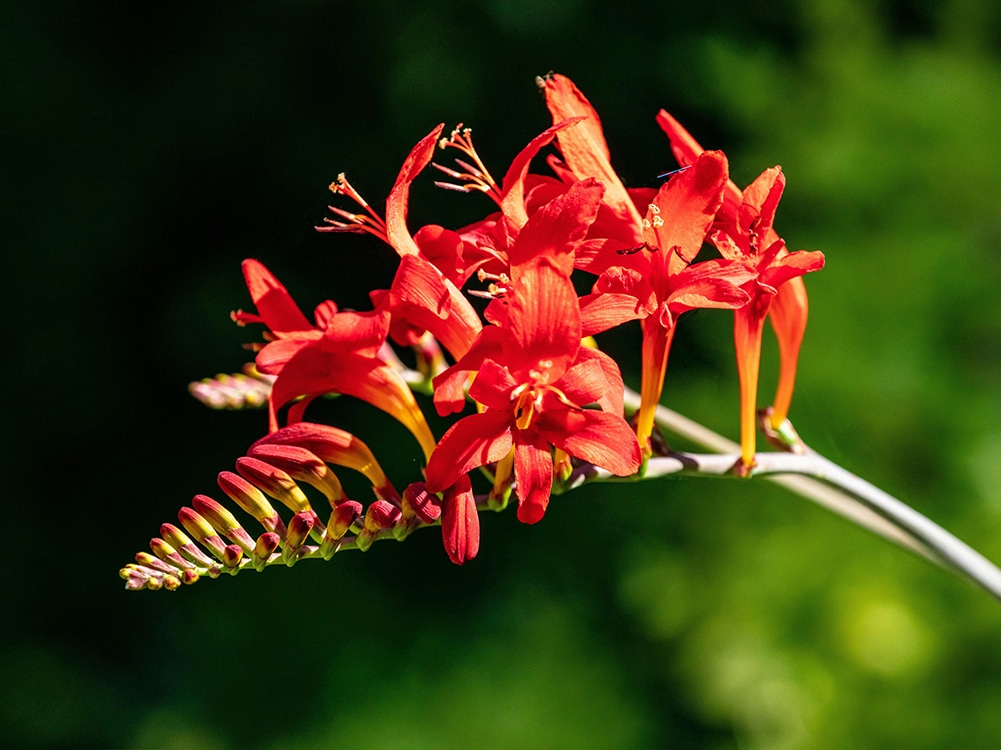 A symphony in red and orange - Crocosmia as it will be when flowering