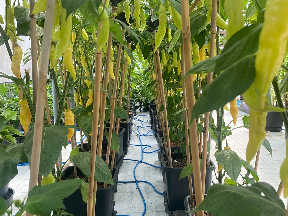 Enough to get anyone Aji-tated. Limons coming to readiness in AutoPot 1Pot modules