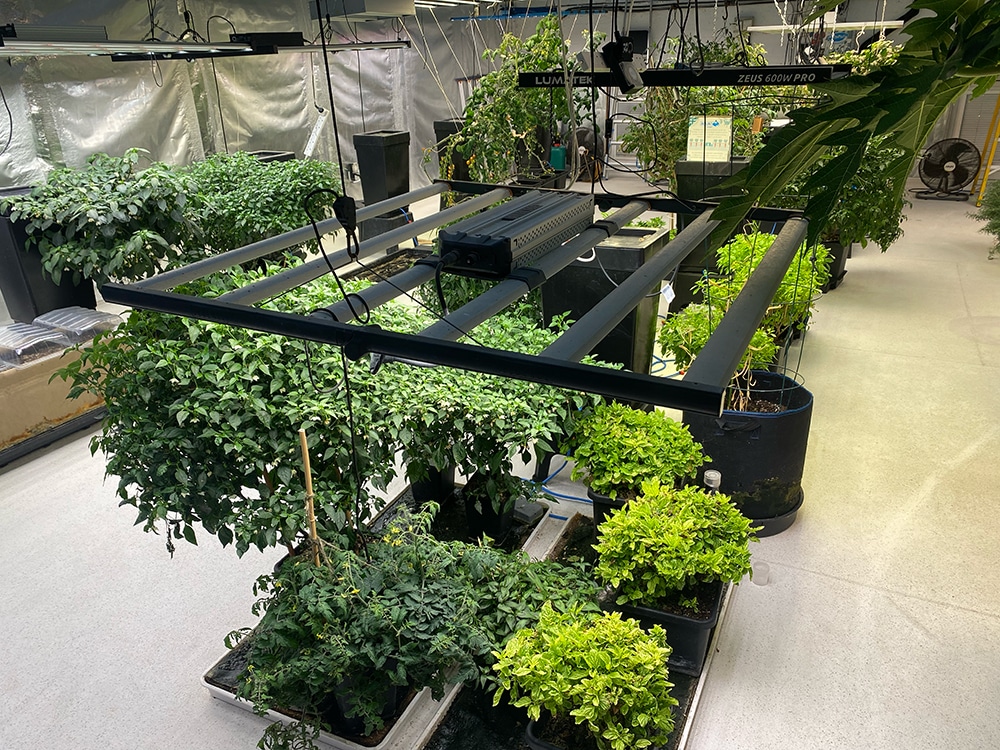 Growing up! A small selection of the pot-grown varities underway in the AutoPot R&D