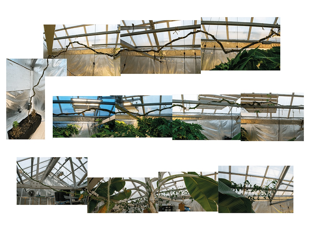 Heard about the snakevine? A very long tomato indeed.