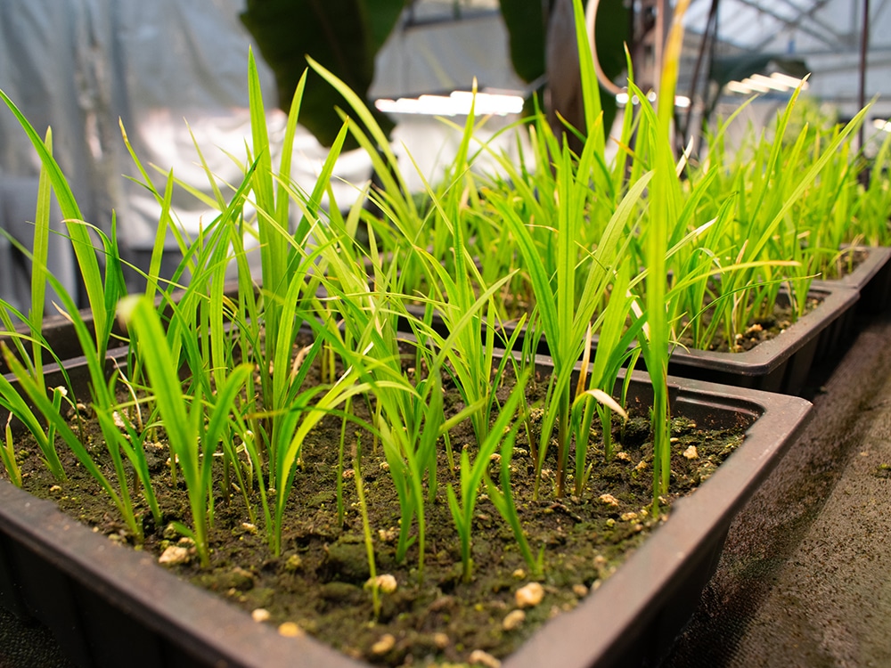 Safely contained on a Tray2Grow automatic plant watering system
these Crocosmia will be invading nothing - except perhaps our hearts!
