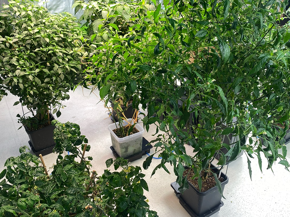 Super-green, the Aji Limon (right) looking very verdant indeed in a 15L / 3.9 gal 1Pot module