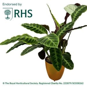 Rhs Auto Pot RHS Collection | AutoPot Watering Systems UK