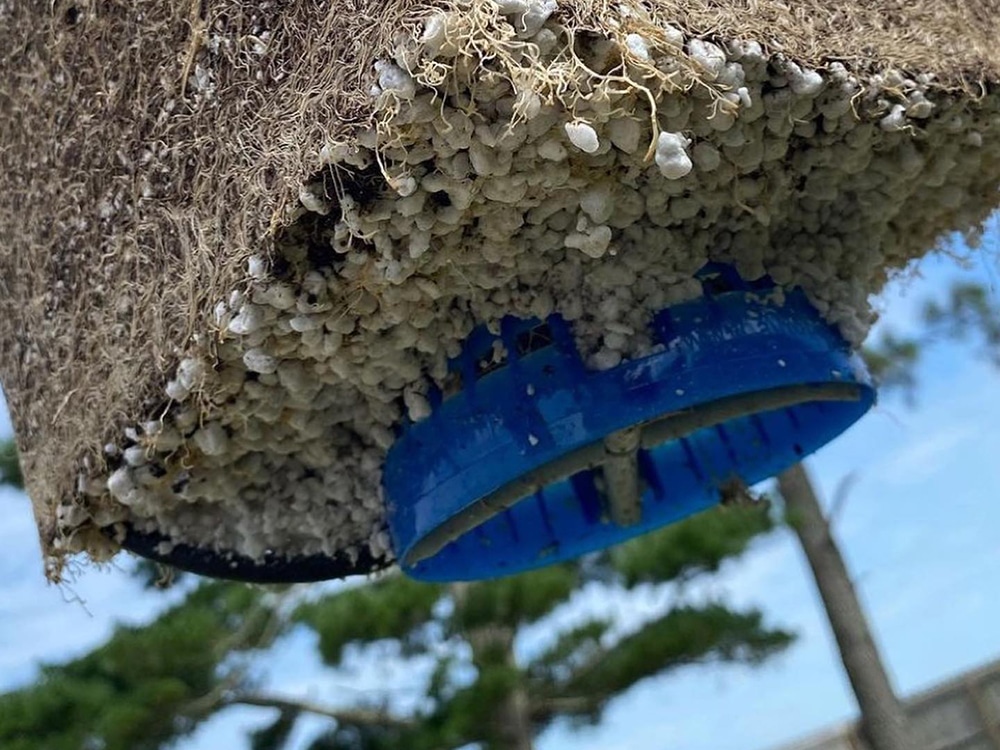 Here the grow media has been areated with AirDome - to great effect