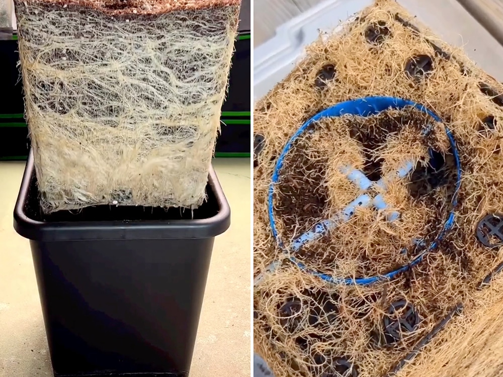 Just beautiful, the root zones of finished plants on show