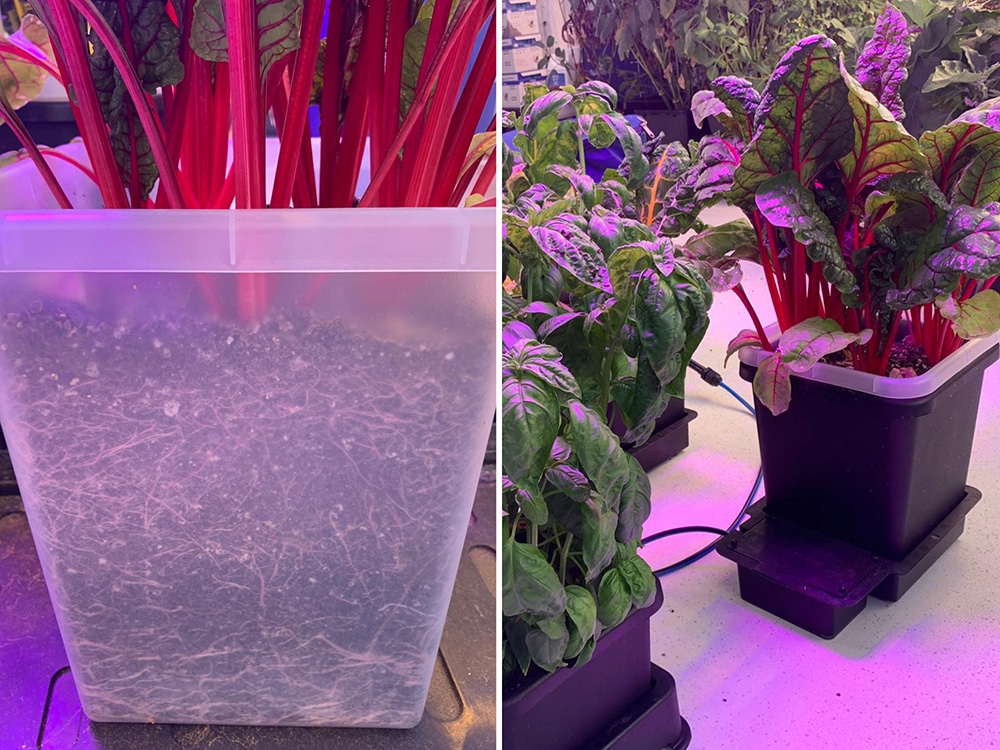 On the left you can see a demo clear pot that we’ve used to show off root development - it slots back into a regular black pot unless being inspected