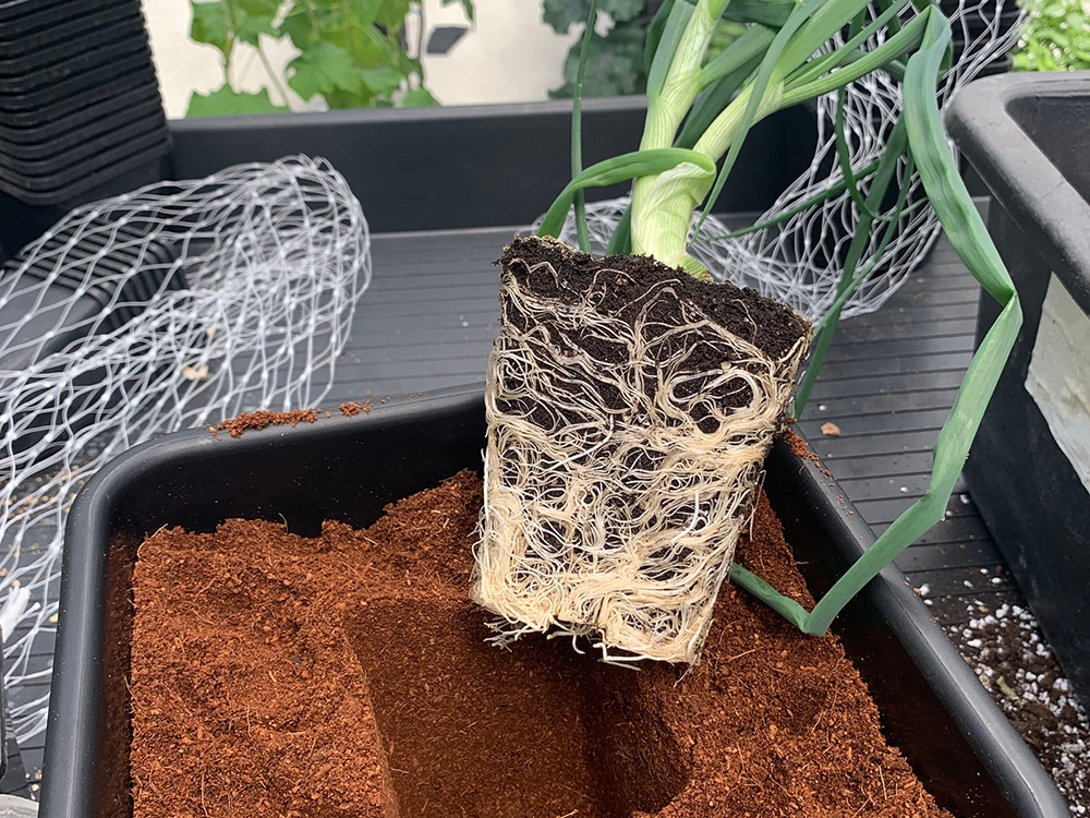 Rooted n ready - a nicely grown plant about to go into an 8.5L / 2.2 gal AutoPot pot