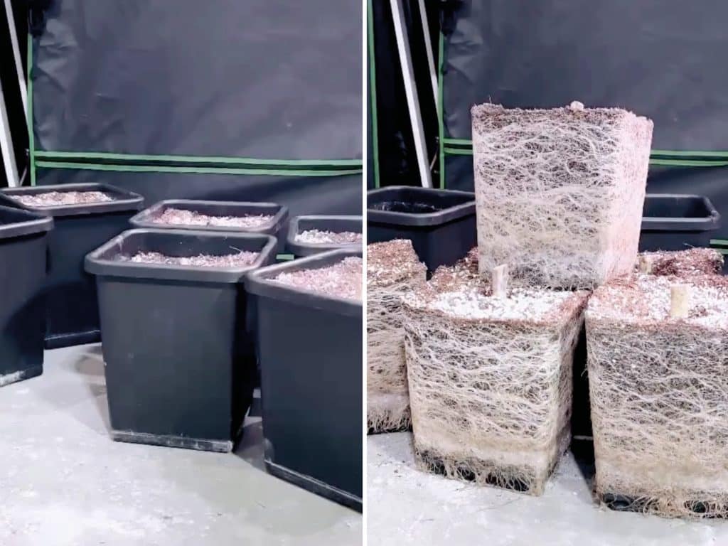 The aim of the game - a healthy, creamy-coloured, keen-feeding root system is exactly what you want to see when your plants are finished