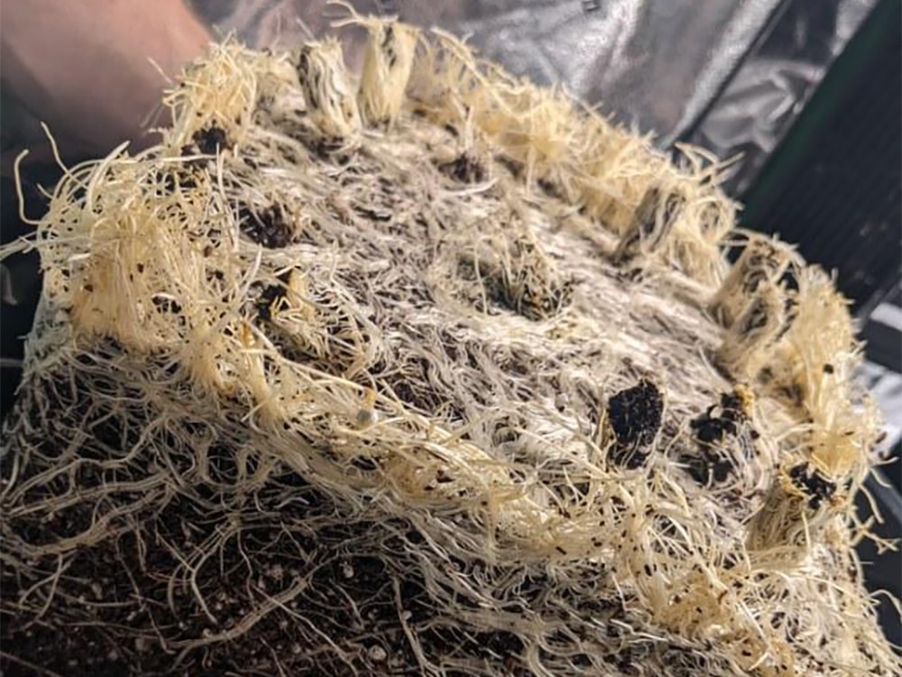 The tell-tale tassles indicate an AirBase grown plant