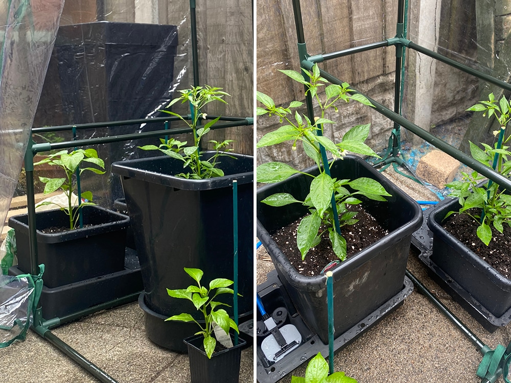 These plants are all about ready for their respective pots