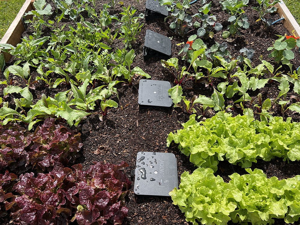 Lettuce begin, with the rundown on Bed 2