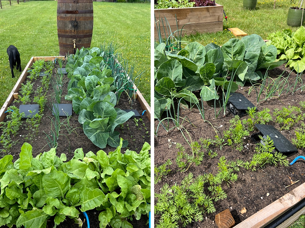 Straight to the roots - AQUAbox Straight irrigating and feeding Bed 3