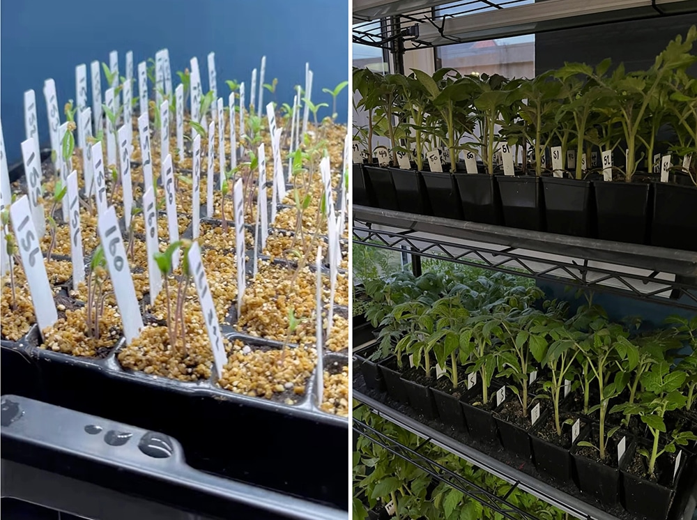 The cradle of life, seedlings and young plants underway in mid-late spring