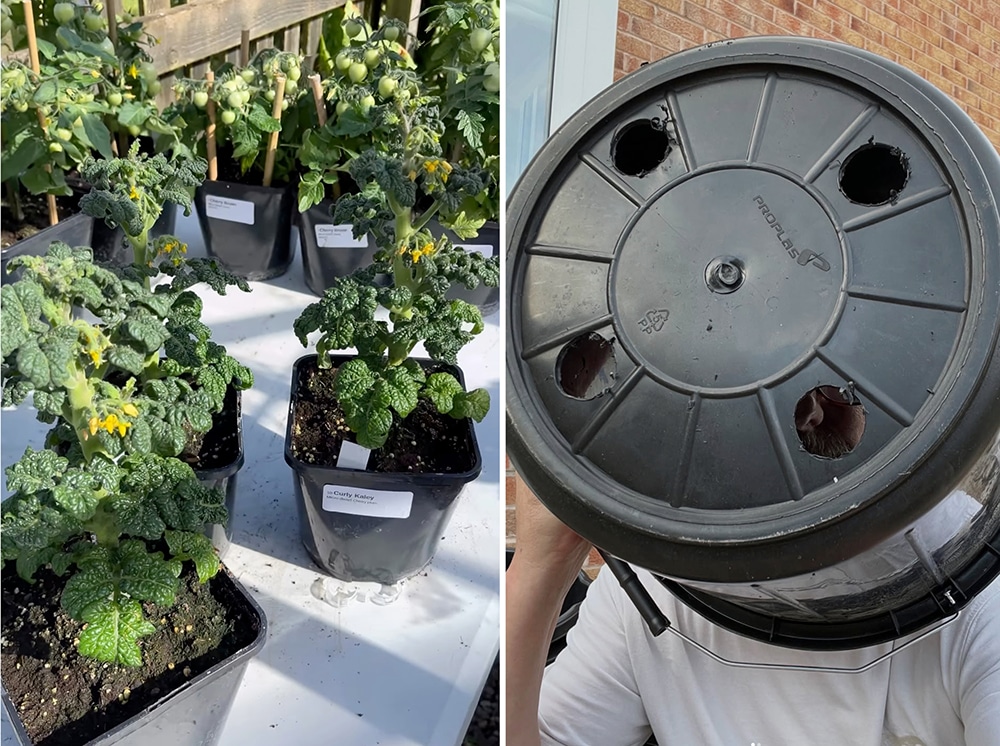 The quite stunning Curly Kaley micro dwarf tomatoes
Improvised comedy - Niall showcases his buckets