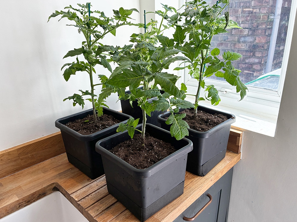 Above: We continue. The plants are moved on into their own 8.5L pots, ready for their individual modules