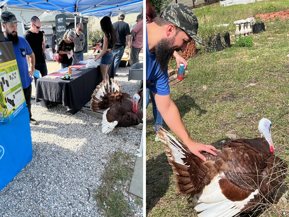 He’s effervescent! ‘Bubbles’ the turkey of Gobble Grows, very much cock-of-the-walk at Homegrown VA’s Store Day