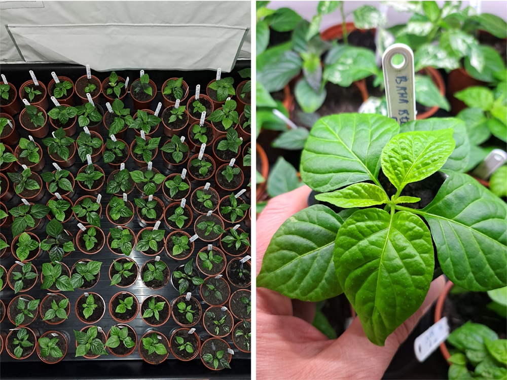
2023 gets underway with chilli babies in a grow tent beneath a Cropmaster Pro 600 LED. Above Right: Bahamian Beast Peach F3 coming along beautifully