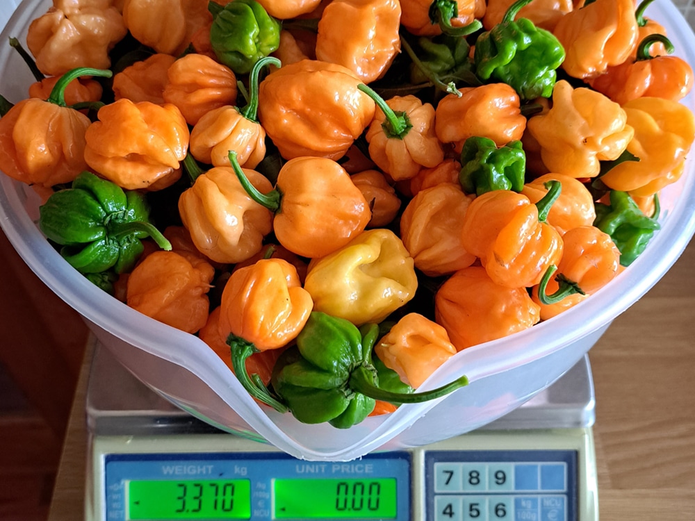 Do you yield? An all-conquering 3.37 kg / 7.4lb first harvest from a single chilli plant grown in a 15L / 3.9 gal 1Pot module using Mills coco