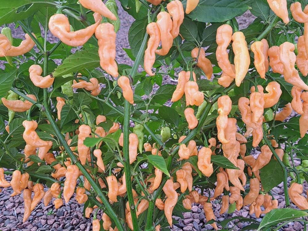 Jeepers creepers Moruga Reapers! One of Professor Pods latest varieties the ‘Reaparuga’