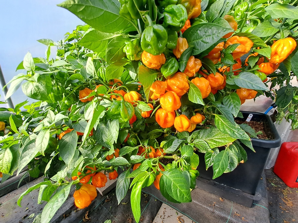 Rammed with fruit. Professor Pods Bahamian Goat Peppers in 15 L / 3.9 gal 1Pot modules grown on Mills late last summer