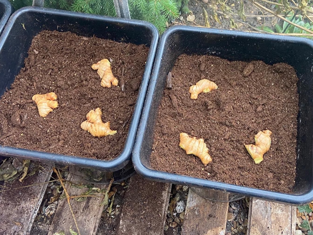 The pure power of ginger, planting out pre-soaked rhizomes in 25L / 6.6 gal 1Pot XL module pots