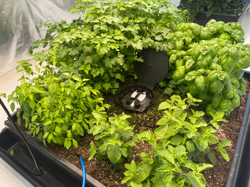 Basil faulty? Not a bit of it with the eminently hospitable AQUAbox Spyder providing responsive watering and feeding, here to three basil varieties and some parsley