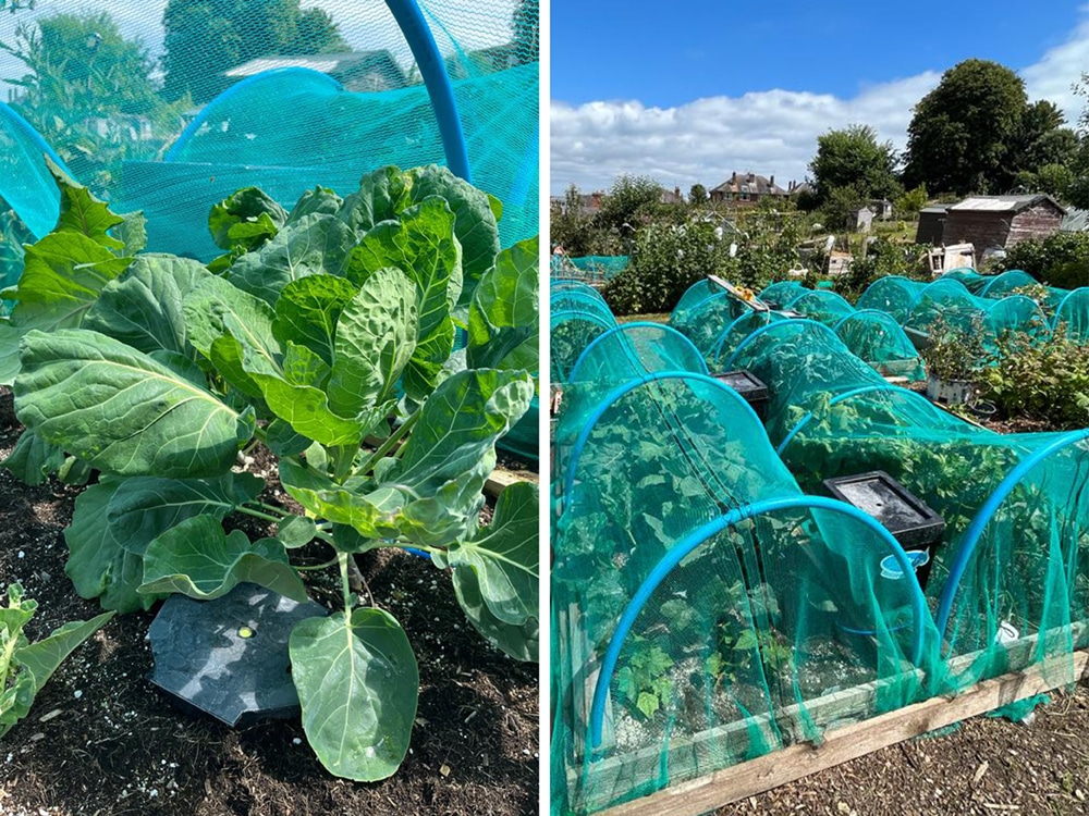 Jurassic Hydroponics of Weymouth knocking it out of the park/allotment with AQUAboxes down their way
